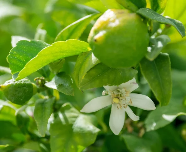 Nimbu K Phool Bar-Bar Jhad Rhe Hai?