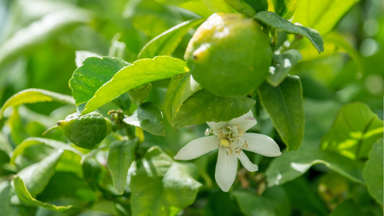 Nimbu K Phool Bar-Bar Jhad Rhe Hai? Expert Ne Btai Vo 3 Galtiya Jo Aapki Puri Fasal Ko Kar Sakti Hai Barbad नींबू के फूल बार-बार झड़ रहे हैं? एक्सपर्ट ने बताई वो 3 गलतियां जो आपकी पूरी फसल को कर सकती हैं बर्बाद