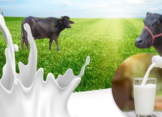 Garmi aane se pehle sawdhani bartle pashupalak , nahi to ghat sakta hai dudh or badh sakti hai bimari