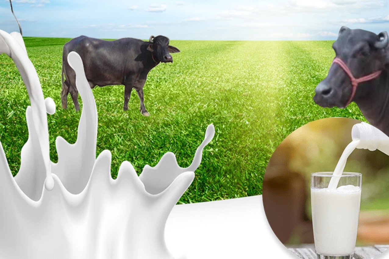 गर्मी आने से पहले ही सावधानी बरतले पशुपालक , नहीं तो घट सकता है दूध और बढ़ सकती है बीमारी Garmi aane se pehle sawdhani bartle pashupalak , nahi to ghat sakta hai dudh or badh sakti hai bimari