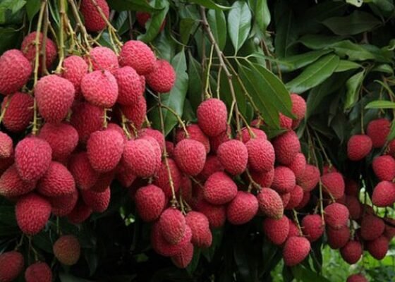 March me lichi ke pedo par aane lgte hai phool , abhi kar le ye kaam to milega accha munafa