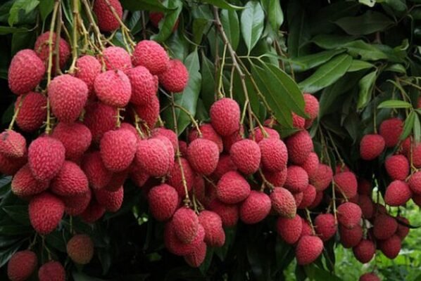 March me lichi ke pedo par aane lgte hai phool , abhi kar le ye kaam to milega accha munafa