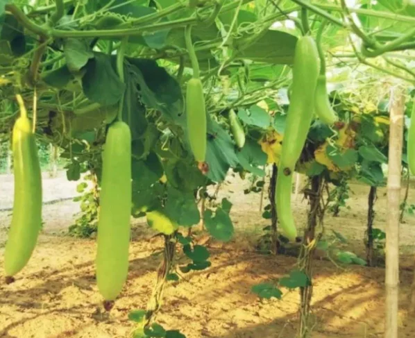 50 Din me 45 kwintal upaj deti hi loki ki ye variety , garmiyo me kisano ke liye kisi khjane se kam nhi