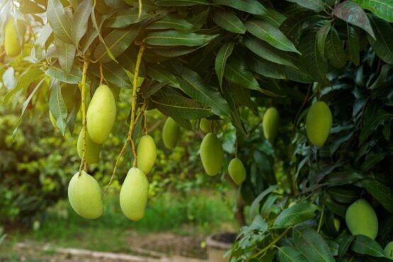 Aam K Chote Falo Ko Jadne Se Kese Bachaye