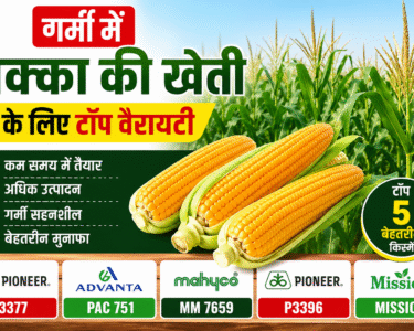 Garmi Me Makka Ki Kheti Ke Liye Top 5 Variety