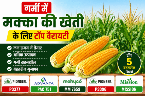 Garmi Me Makka Ki Kheti Ke Liye Top 5 Variety