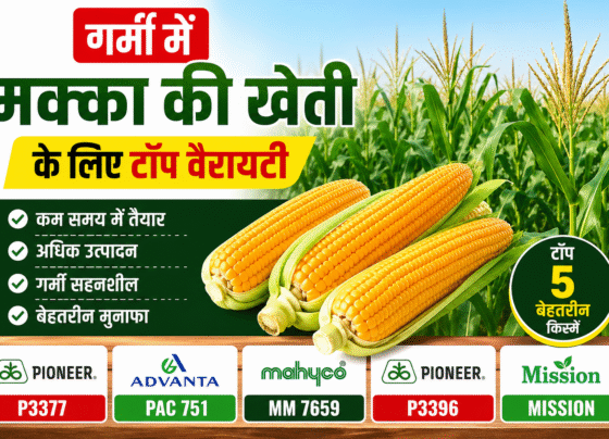 Garmi Me Makka Ki Kheti Ke Liye Top 5 Variety