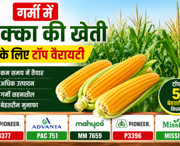 Garmi Me Makka Ki Kheti Ke Liye Top 5 Variety