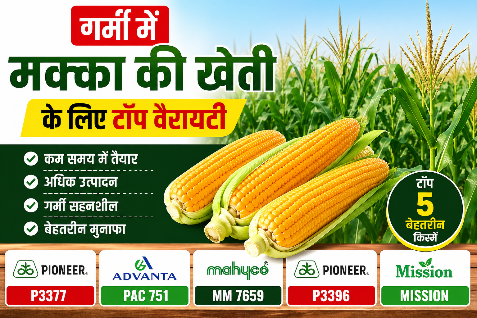 गर्मी में मक्का की खेती के लिए टॉप 5 वेराइटी जो देगी अधिक उत्पादन Garmi Me Makka Ki Kheti Ke Liye Top 5 Variety