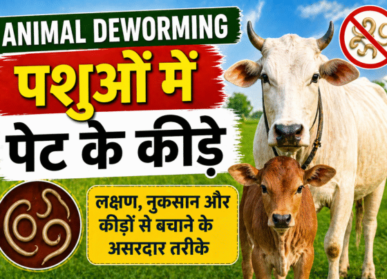 Animal Deworming