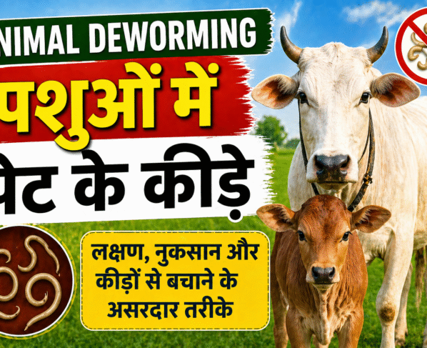 Animal Deworming