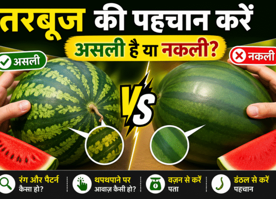Tarbuj Asli He Ya Nakli Kese Pehchane