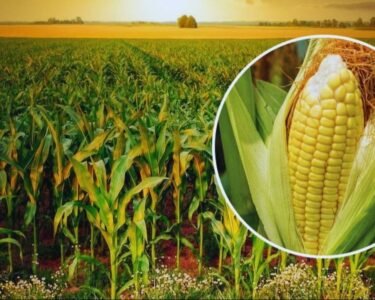 Garmi Me Makka Ki Kheti Kese Kare