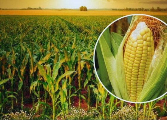 Garmi Me Makka Ki Kheti Kese Kare