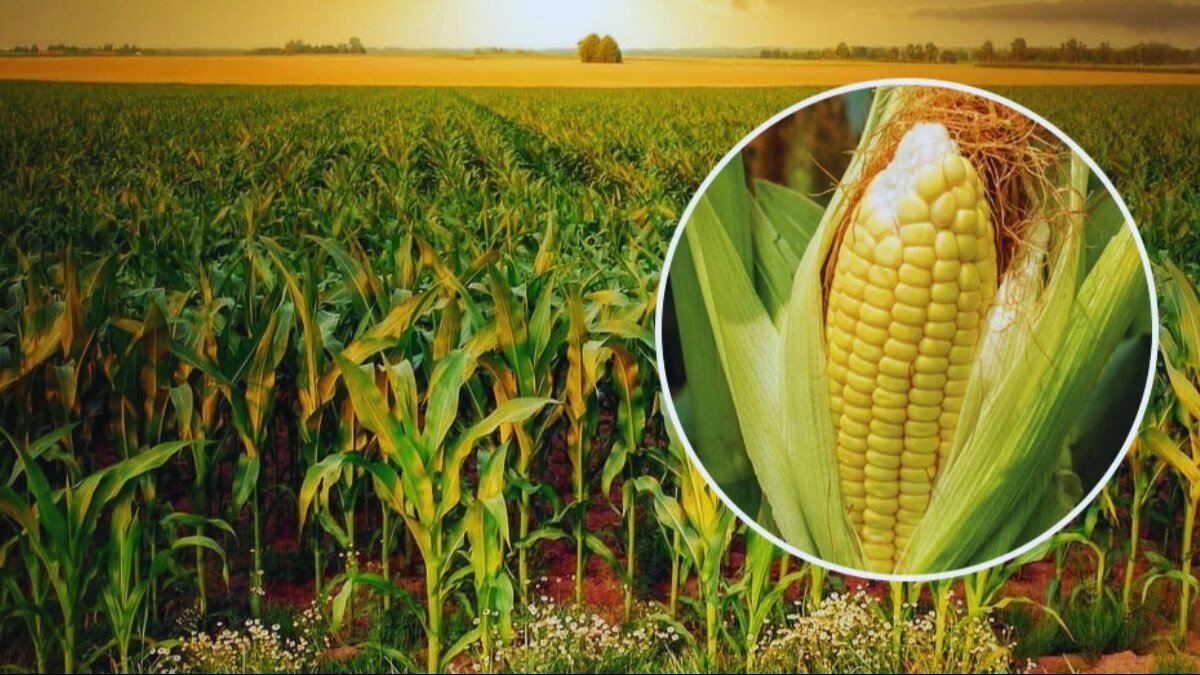 Garmi Me Makka Ki Kheti Kese Kare ,गर्मी में मक्का की खेती कैसे करे