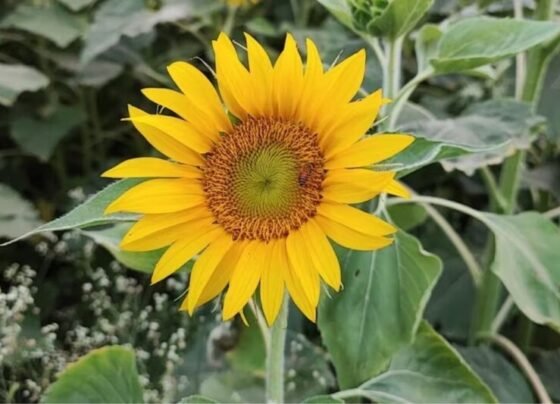 Chane Ki Katai K Baab Suraj Mukhi Ki Kheti Kese Kare