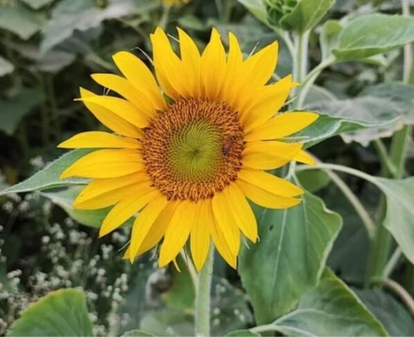 Chane Ki Katai K Baab Suraj Mukhi Ki Kheti Kese Kare