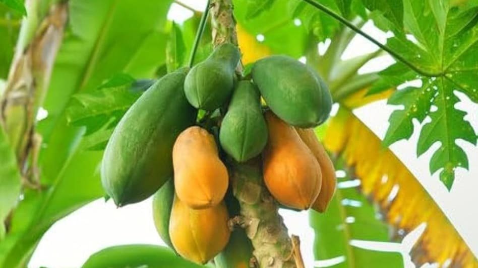  Papite Ki Kheti  K Liye Top Verayti Konsi Hai? 