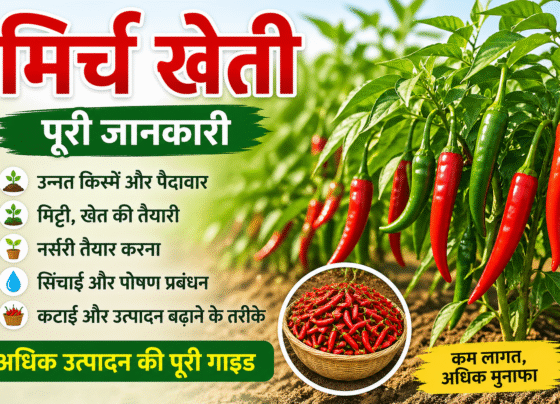 Mirch Ki Kheti Kese Kare