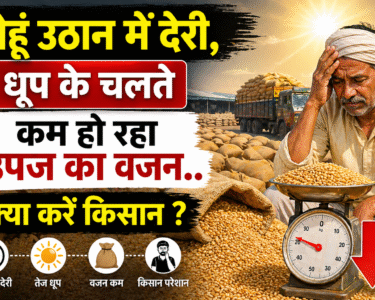 Gehu Ka Vajan Ho Rha Kam