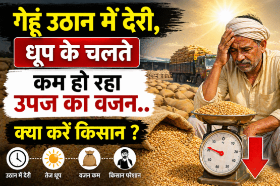 Gehu Ka Vajan Ho Rha Kam