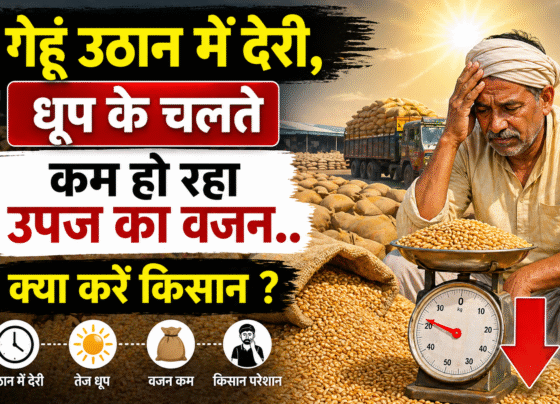 Gehu Ka Vajan Ho Rha Kam