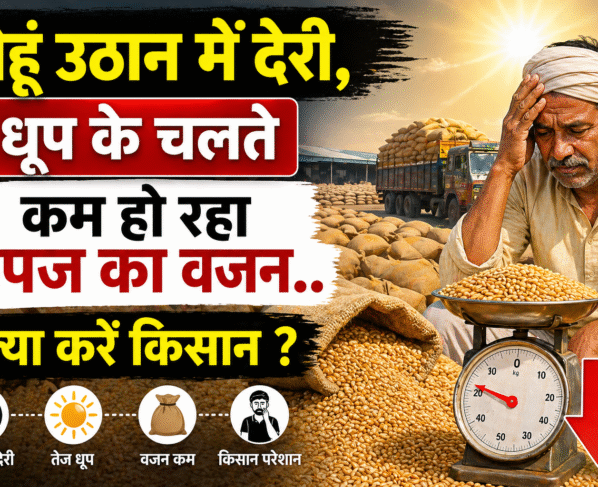 Gehu Ka Vajan Ho Rha Kam