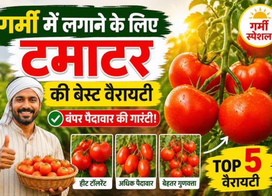 Garmi Me Lgane Ke Liye Tamatar Ki Best variety