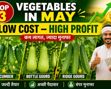 Low Cost High Profit Top 3 Vegetables in May