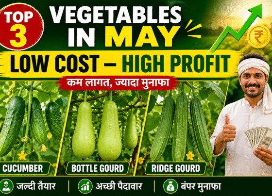Low Cost High Profit Top 3 Vegetables in May