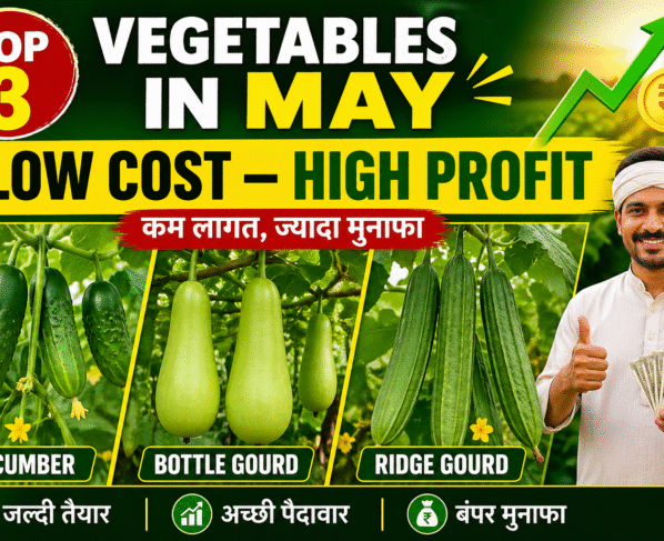 Low Cost High Profit Top 3 Vegetables in May