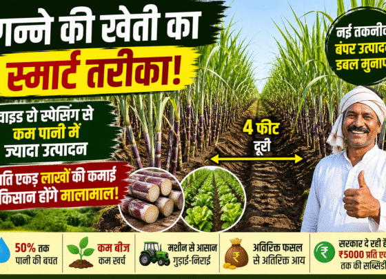 Sugarcane Farming