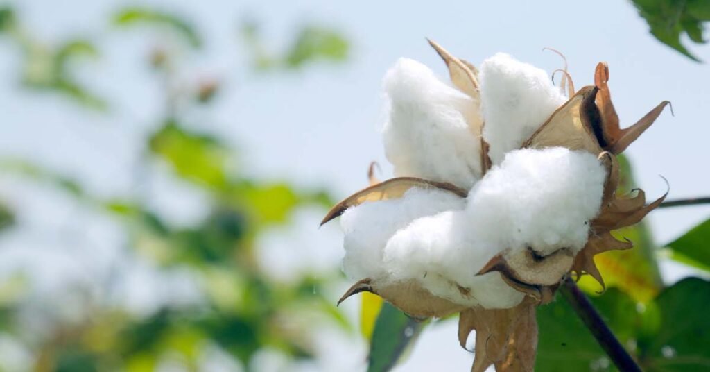 Kapas Ki Kheti Kese Kare Or Iski Top Kisme Konsi Hai