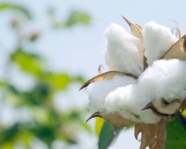 Kapas Ki Kheti Kese Kare Or Iski Top Kisme Konsi Hai