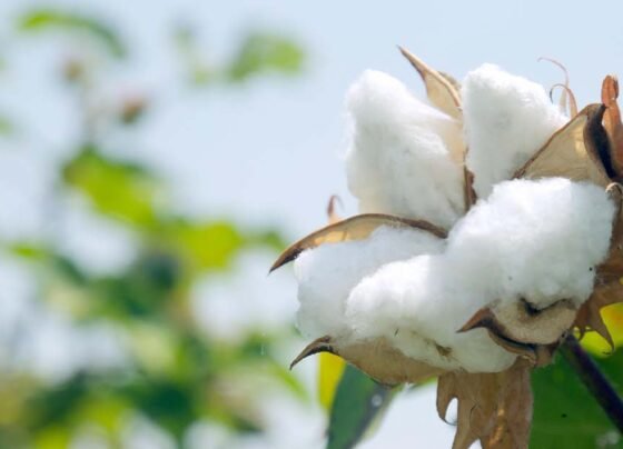 Kapas Ki Kheti Kese Kare Or Iski Top Kisme Konsi Hai