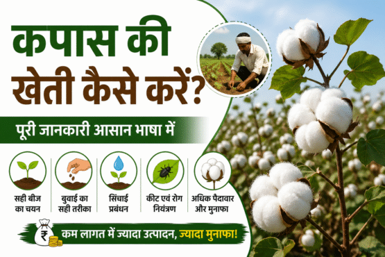 Kapas ki kheti kaise kare