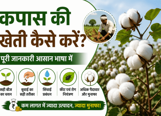 Kapas ki kheti kaise kare