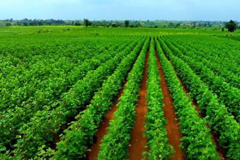 Kapas ki kheti kaise kare