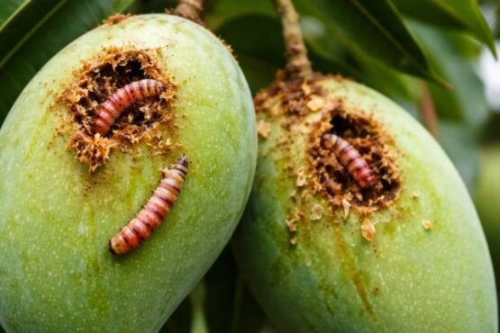 Aam Ki Fasal Ko Red Banded Caterpillar Se Kese Bachaye