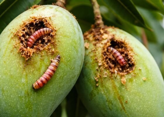 Aam Ki Fasal Ko Red Banded Caterpillar Se Kese Bachaye