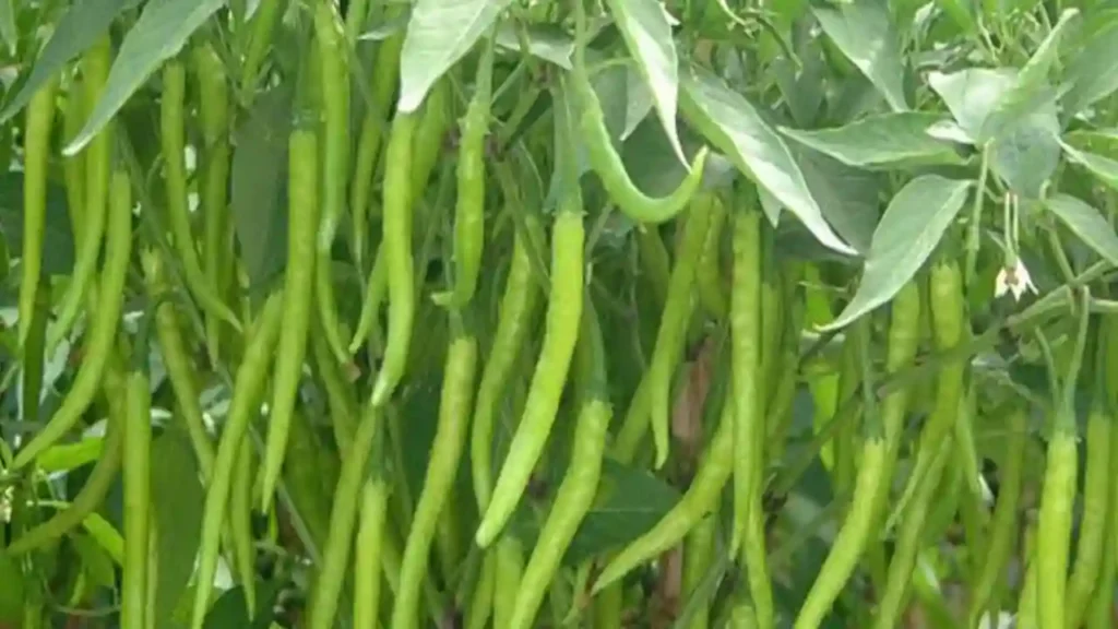 Hari Mirch Ki Kheti ,Jane In Kismo Ki Vishestay 