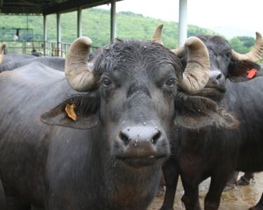 Kyo Ho Rhi Pashuo Me Banjhpan Ki dikkt