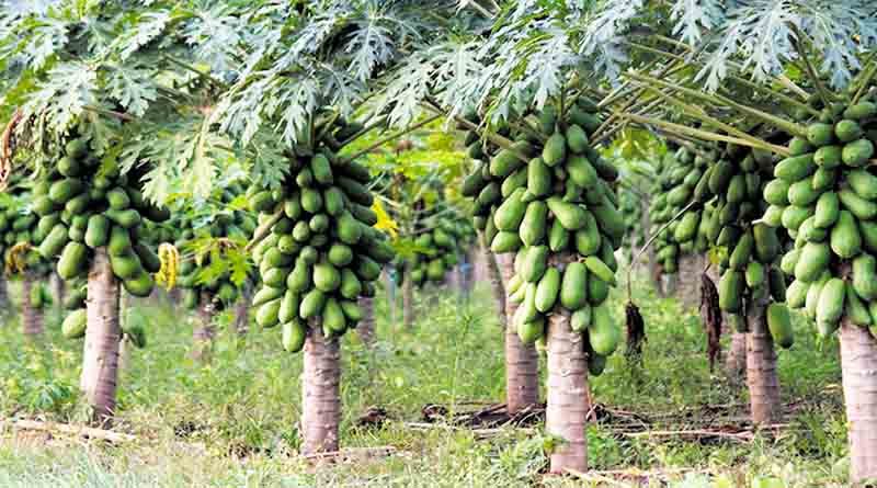 Papite Ki Kheti Kese Kare 