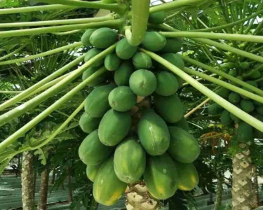 Papite Ki Kheti Kese Kare