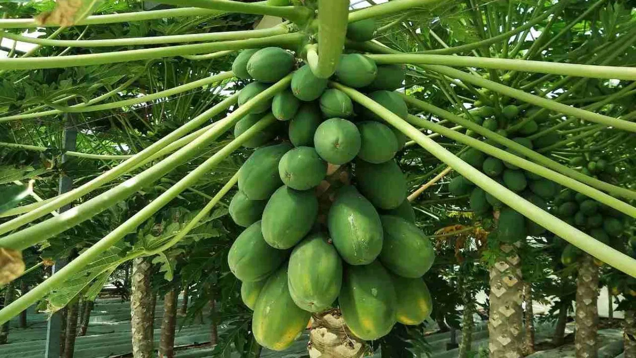 पपीते की खेती कैसे करे ,मिलेगा अच्छा मुनाफा Papite Ki Kheti Kese Kare