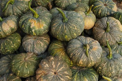 Garmi Me Loki Kaddu Par Mandraya Khatra