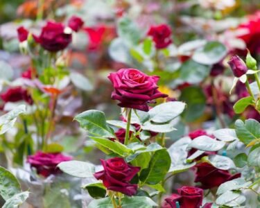 गुलाब की खेती कब और कैसे करे ,Gulab Ki Kheti Kab Or Kese Kare