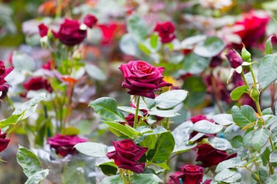 गुलाब की खेती कब और कैसे करे ,Gulab Ki Kheti Kab Or Kese Kare