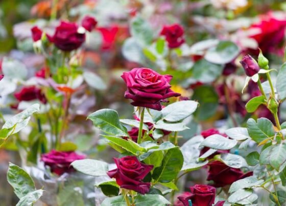 गुलाब की खेती कब और कैसे करे ,Gulab Ki Kheti Kab Or Kese Kare