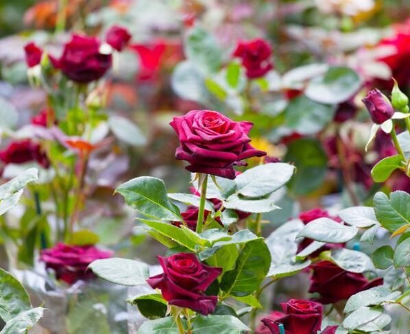 गुलाब की खेती कब और कैसे करे ,Gulab Ki Kheti Kab Or Kese Kare